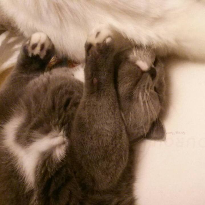 75cbe121 4459 4177 ad20 c5dc3b24629a 1542665874385