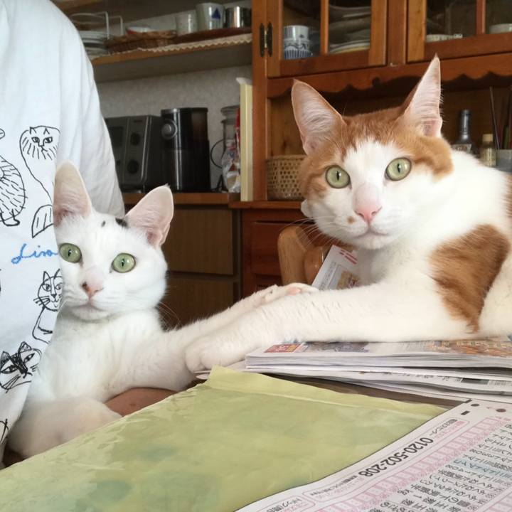 75ccb6ea d4ad 4598 a207 28de8b6a085d 1523830409871