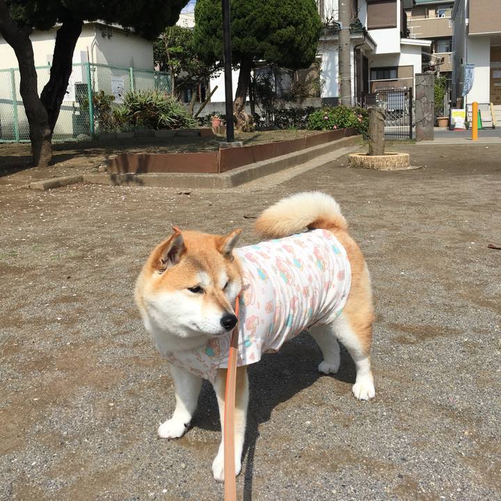 75cd2ea8 1439 45bb 9538 ec19dba2d001 1554012722766