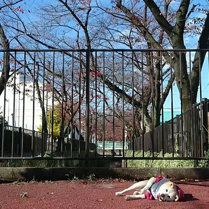 75cf37a4 1649 432f ba09 0c42587d97b0 1511662172123