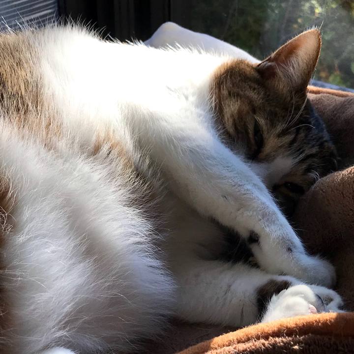 75d25ac4 b3eb 4607 8651 f7cf986c256e 1581241297733