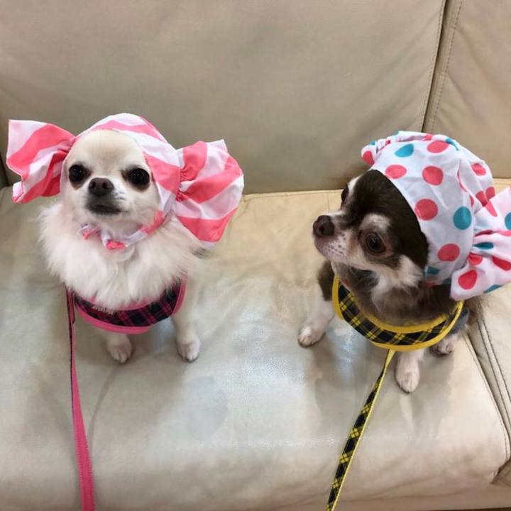 75db7525 78dc 48b1 ac7a 8a4e184c5d24 1543529781035