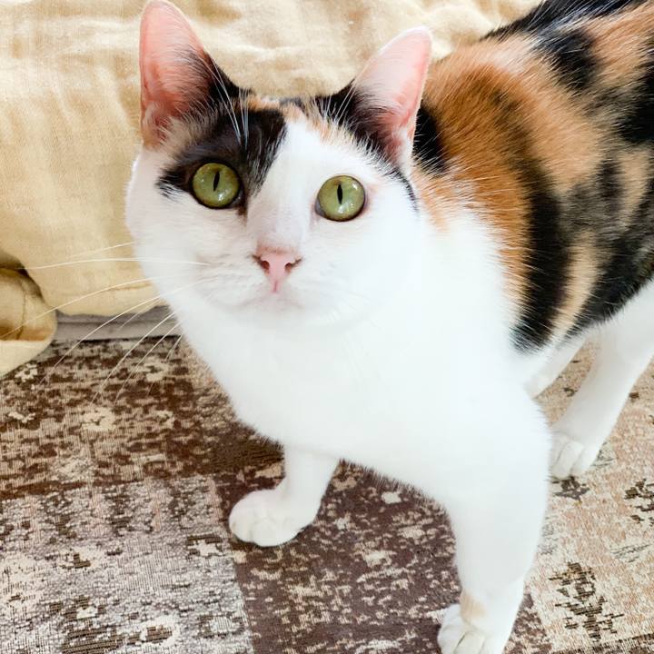 75dfe388 f936 4a5d bee4 da13d36fb629 1574994329283