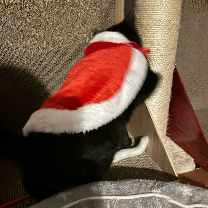 75e88b32 80c1 4f13 94da 7bedb5ae0b93 1731207364836