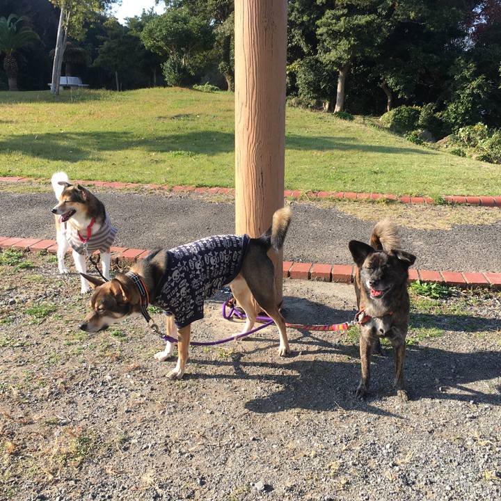 75ea0783 2e5f 4e16 8294 4f8f1baee3dc 1512404654256