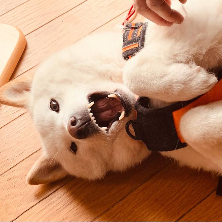 75ea5e44 067c 4a93 8d98 b6f0b52531e4 1616649750354