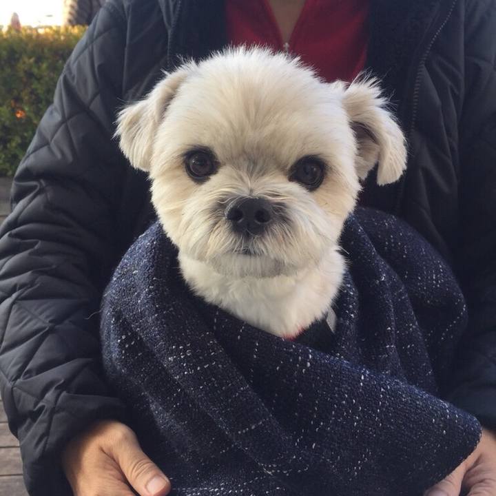 75eba13c c285 4a05 84af c4a5a6f3613c 1512392385059