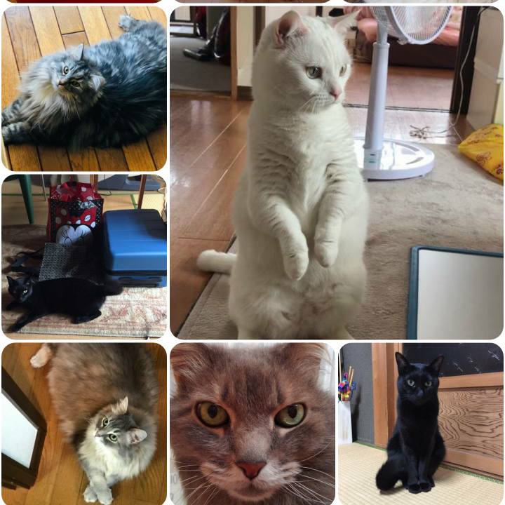 75ef8805 78d9 4ac7 94b1 c5461e65696a 1561067833878