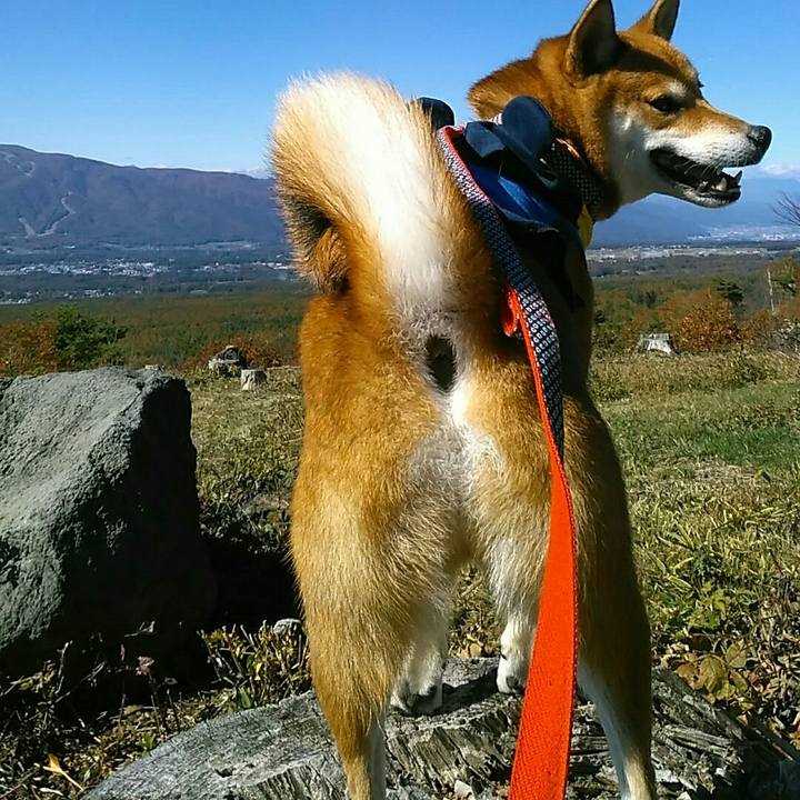 75ff0698 587f 4cc0 81ee 6012dc650b6e 1540781455725