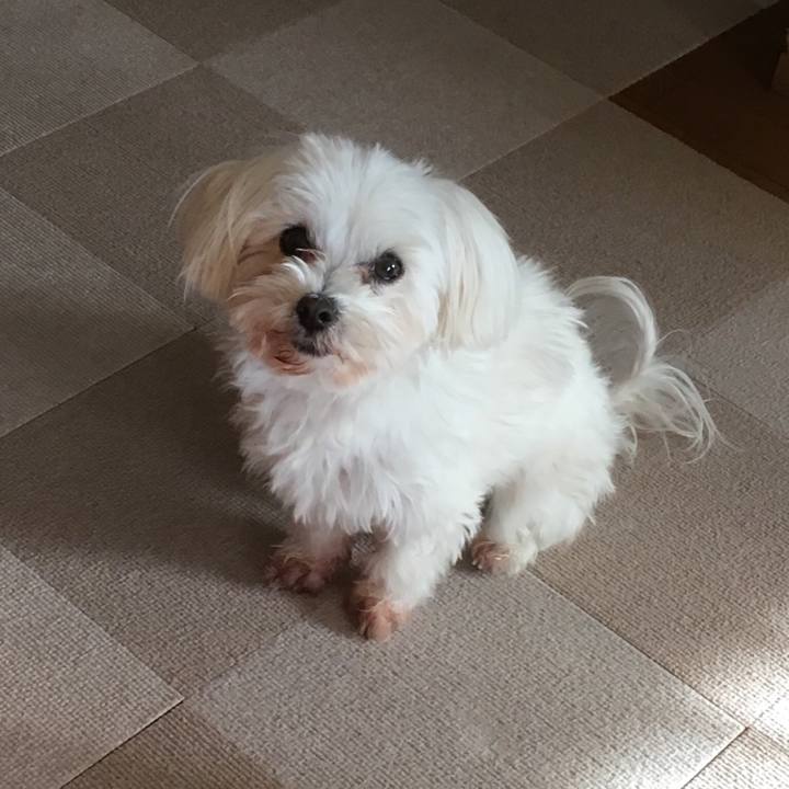 7605b0aa 1747 4c20 a2a4 daa2b52e6731 1514509889027