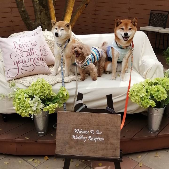 7609c1a8 1dcc 4111 8f85 1a2fb2fab84d 1619077087394