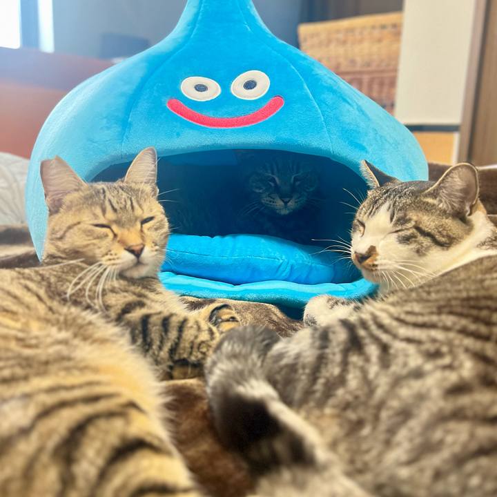 760f255f 2a29 42a6 8908 4bc95105faf7 1761134678463