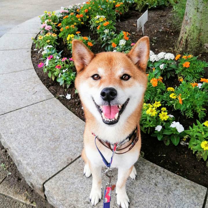 760facab 88b7 43bb bdf5 9f82764bda29 1595809071483