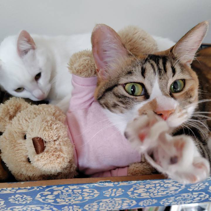 761a78cb f68d 420e b6eb b54f4a1fcecf 1770505132844