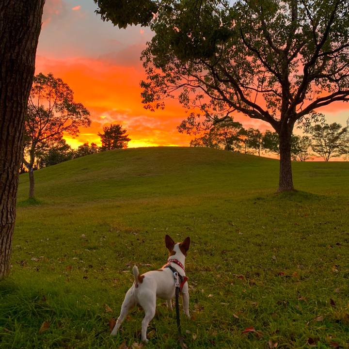 761de4c7 1919 45f8 967f a99545a6c50a 1540025623885