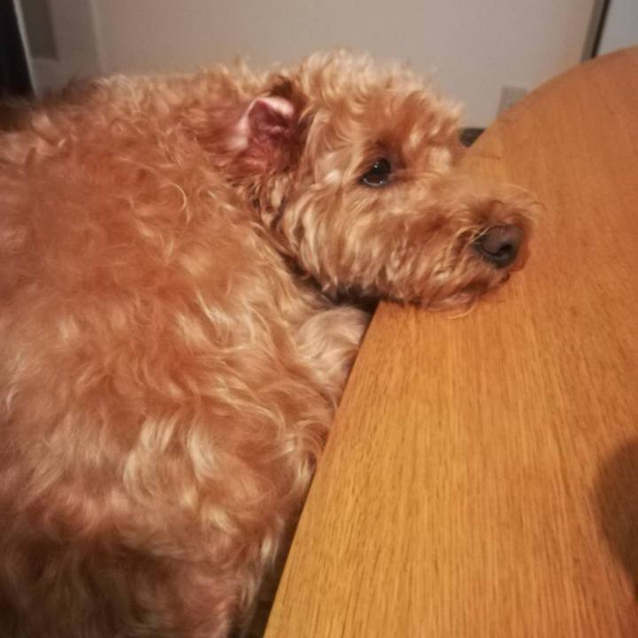 7622056d 7db4 4f1b acc4 a99d95b9887d 1534285394366