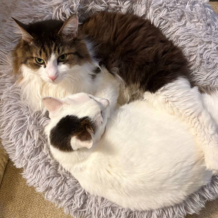 7628681f 323c 4202 ab64 1586cc5b611b 1766105972062