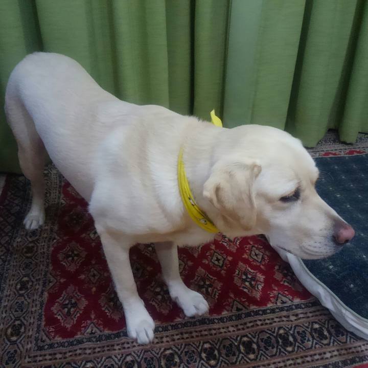 762b1855 7e3a 40fd 9d27 a350434061ce 1511783710103