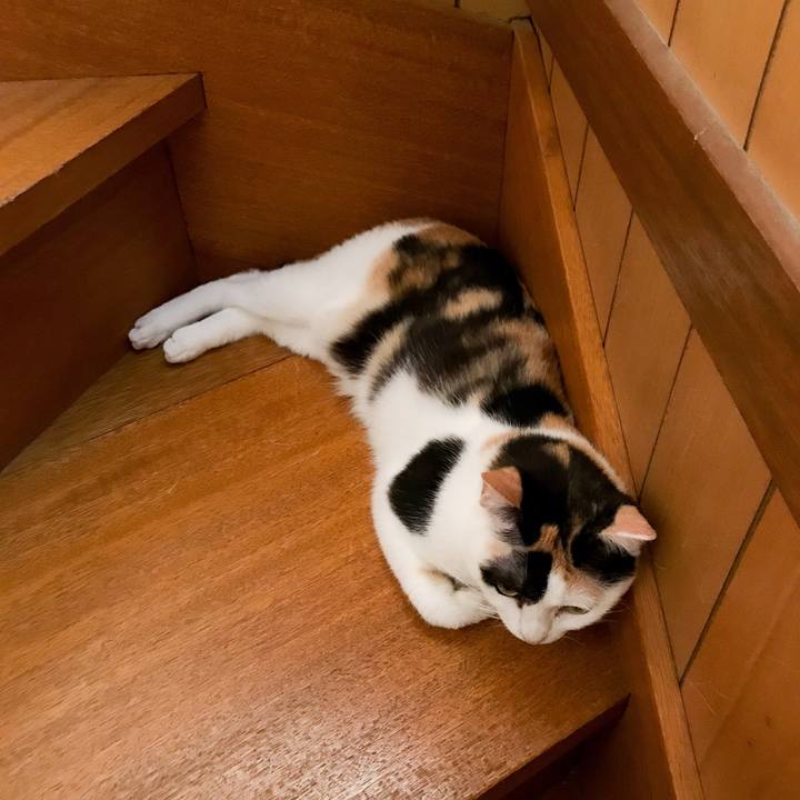 762cc2b2 275a 41e4 8b95 316f0490882e 1532096593964