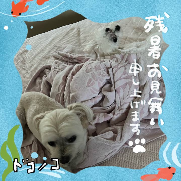 762e8e2b 3ab2 4bb5 899b 827df0169d7f 1723205917953