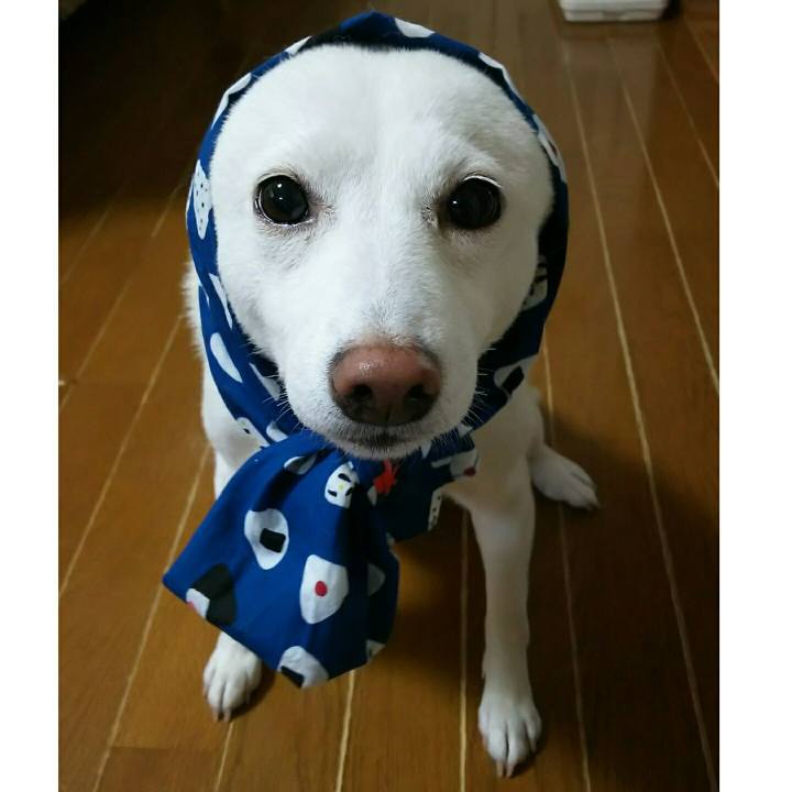 762f2a10 162d 45ee b90c a8b7b411afa1 1538355375739