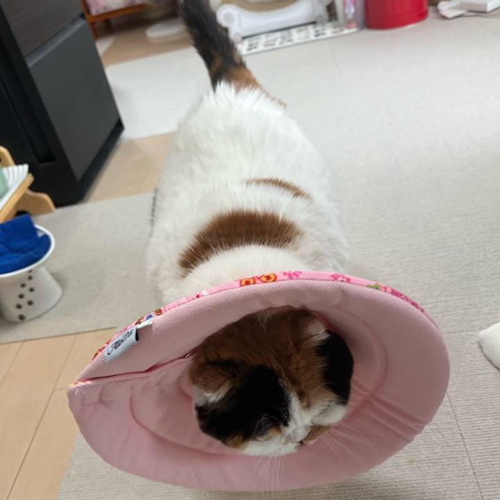 76334140 4a98 408b 83b8 11188653702a 1723178167754