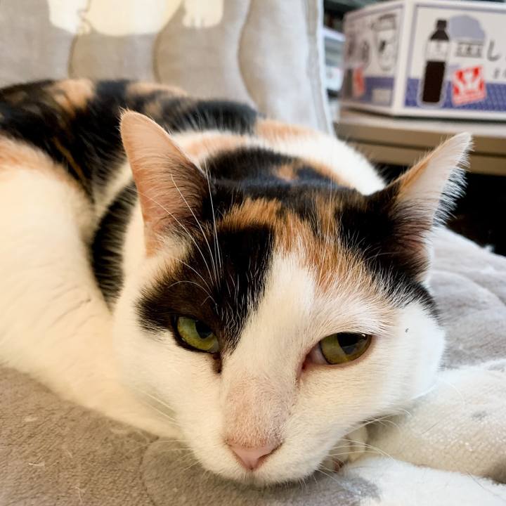 7635ec27 2ace 4016 9771 76789ba76006 1547860981159