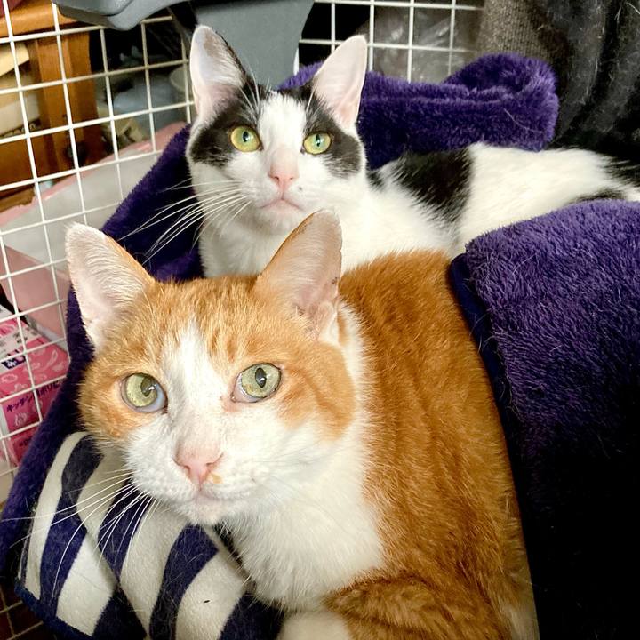 7636ecb4 8c7c 4a82 a8a8 34df3f7d3a41 1665022464623