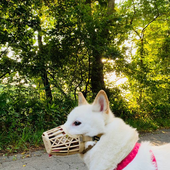 763bb91a c470 4c89 9781 aaddc0556ec8 1564695816910