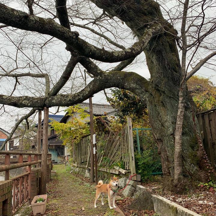 763e88bf 2c39 475b bde4 f93539d69378 1604737655118