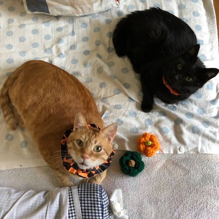 763f28fb 0eeb 4a60 886d 81693bfd0241 1572137414785