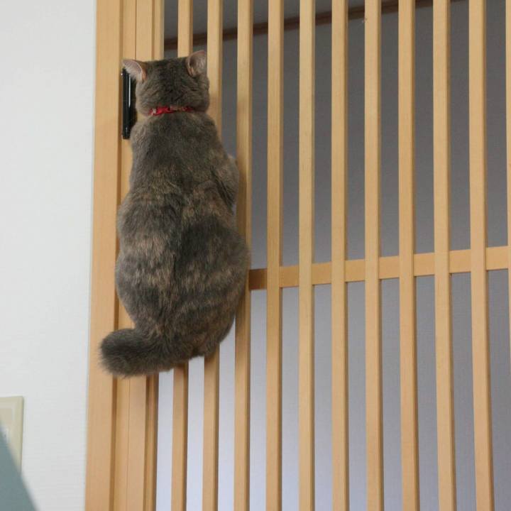 764294f3 4f5c 45b0 8f9f 6443be622acd 1531203669636