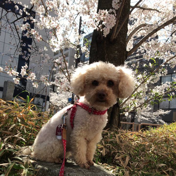 76433223 d856 482e ba39 7ce3385f5f13 1522401808652