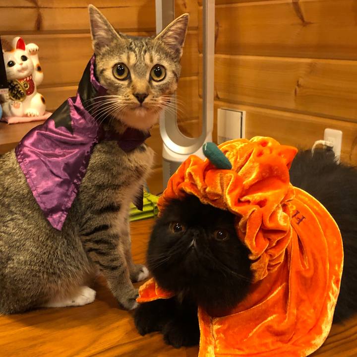 7643bacd 3dfc 4bcd b798 f7b8fd75740f 1572512095669