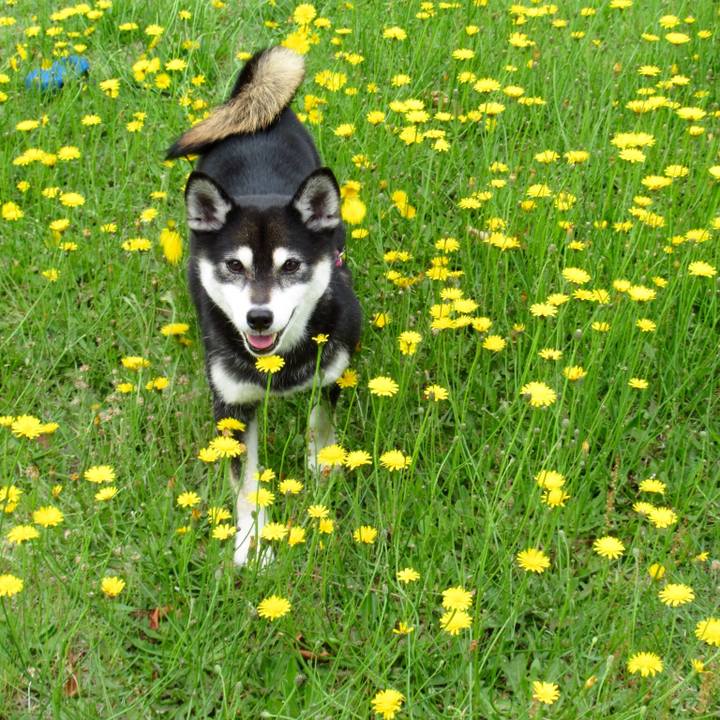 764be69a 218f 40d6 b978 844d4b589cc4 1559444049290