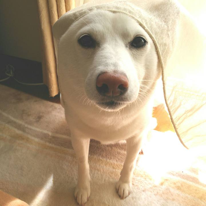 764d9e9e 70f8 4745 b4a5 dca49628126f 1558239129133