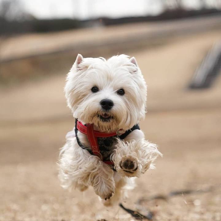 76501651 afed 43f1 9ba1 59c61fa0974c 1519823973961