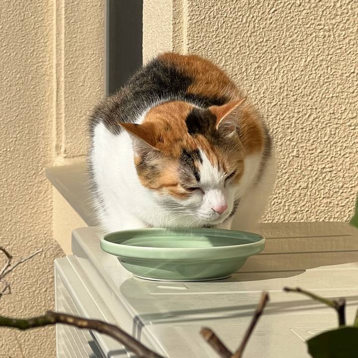 76503fe8 9af4 4f11 98e4 0cf81dab9d3b 1774139817853