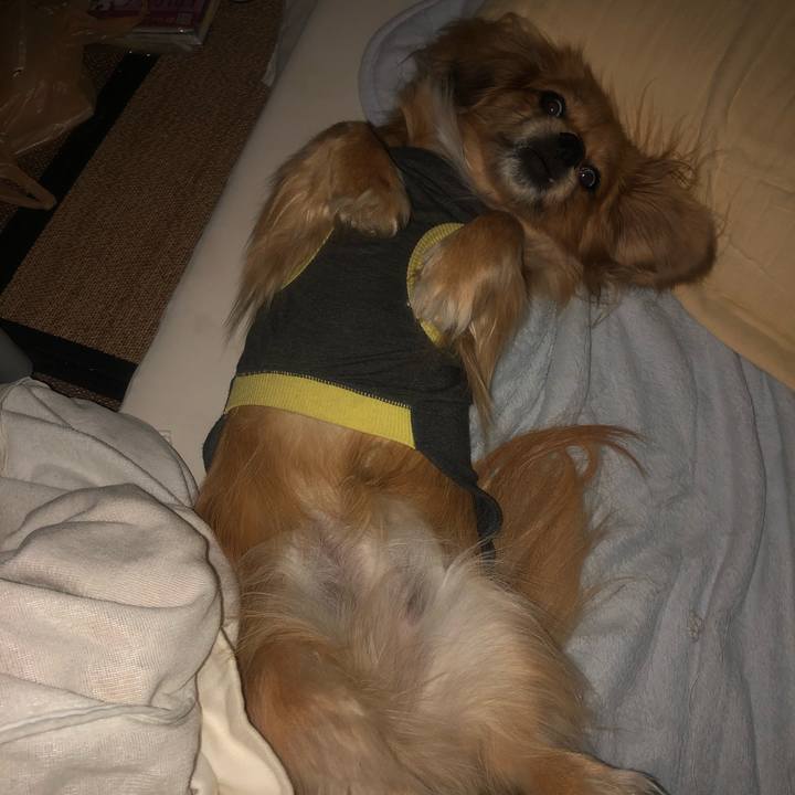 7655f087 1404 40a4 a35e 0884cfb1da30 1545775614658