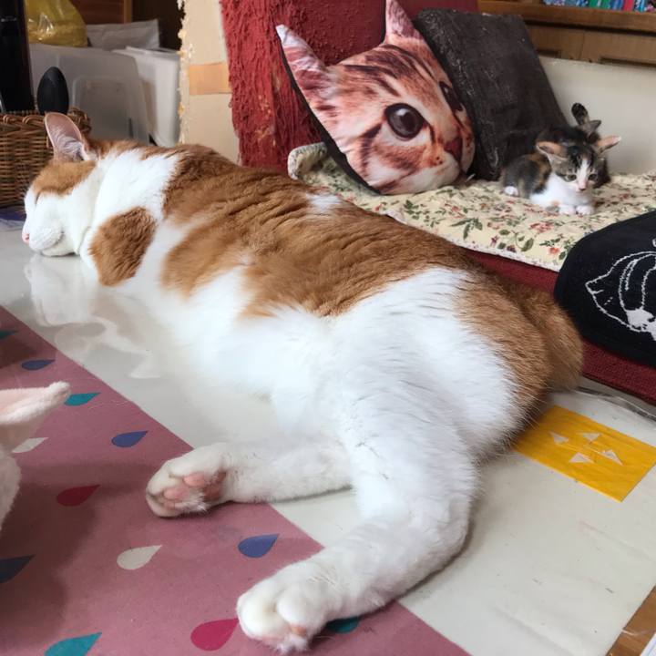 76585eac 4943 4ca7 9590 5edc0b363b38 1597021494280