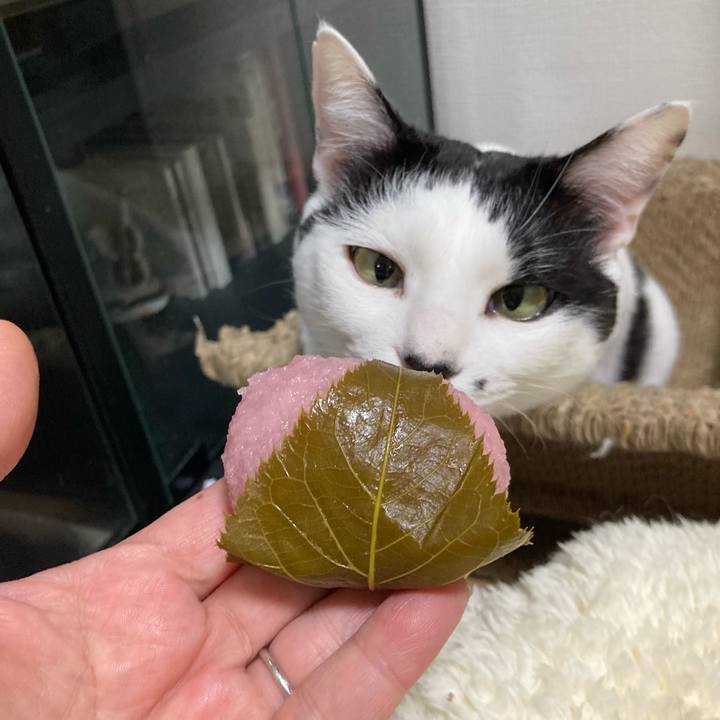 7658fe6f 1fd0 44ae 9a2b c1a4469564aa 1772363828778