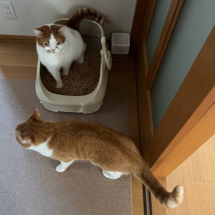 765fc270 8395 41bf a344 cb7537df81fd 1768096960796