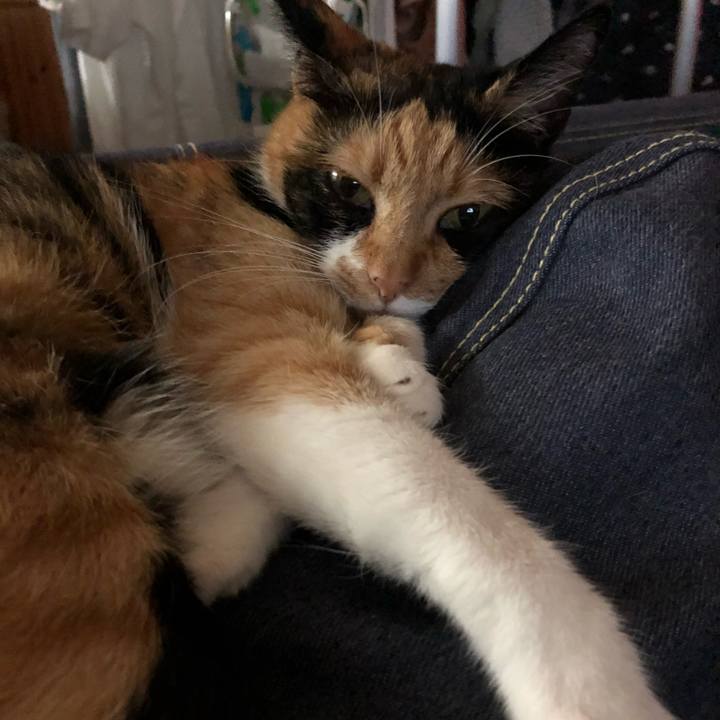 766a9163 0673 4cdf af3d b1c3e2d3e253 1532868918719