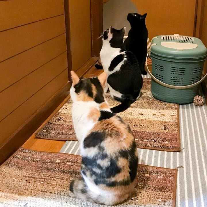 767502da ff0d 4054 baaa b3a9089e24a8 1525703720939