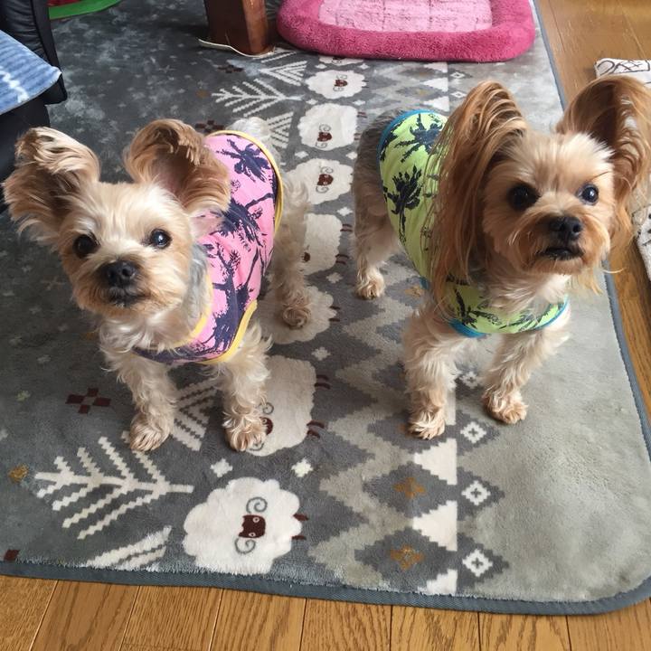 767537fe baad 49ca b733 fec245ce3973 1544264284950