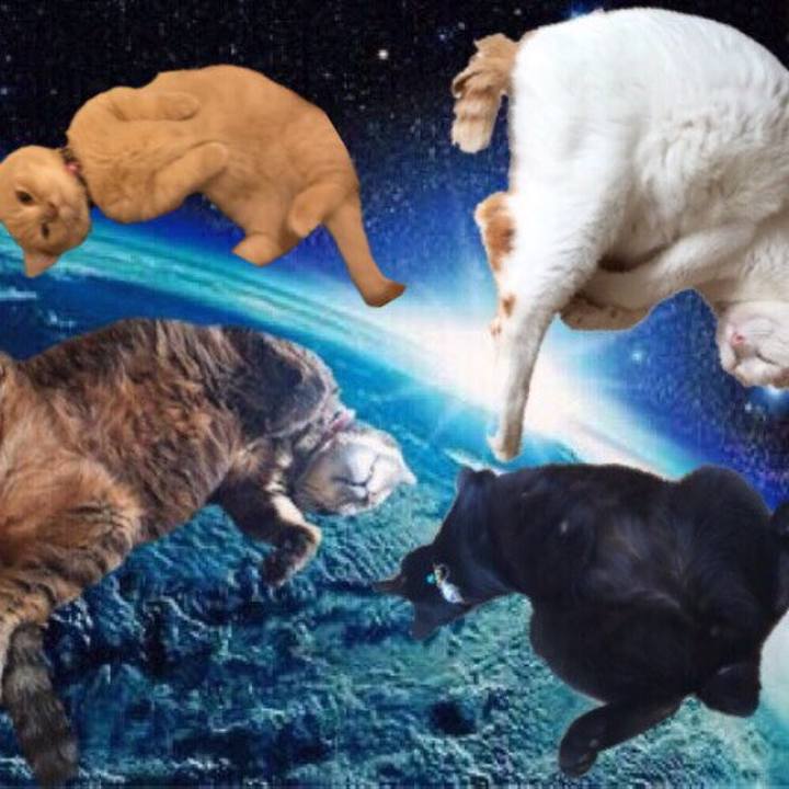 76754816 6021 410b b47d a06c55b8bc7f 1550842117522