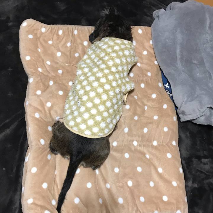 767c8b70 a1f4 4532 ac0d bb7144f03ee3 1544287442134