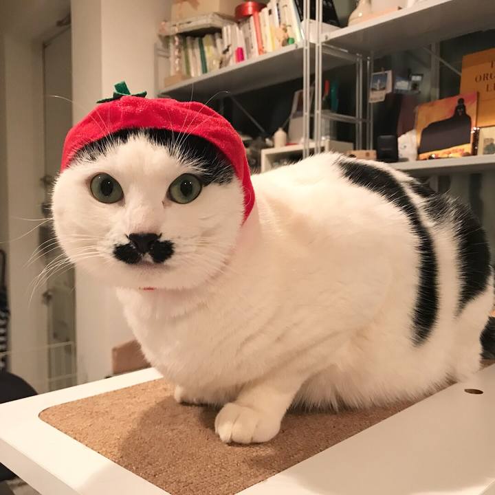 767cf00f 3e7a 41e6 ae68 3640502c7afa 1518956962059