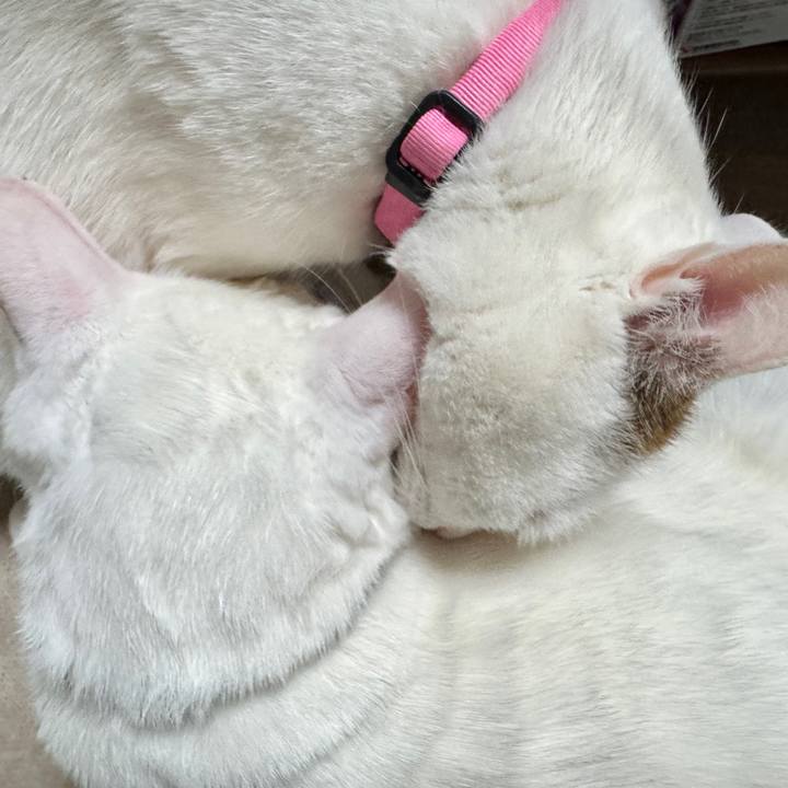 767df88d 098b 4998 92e4 be8ebc55658f 1767491413542