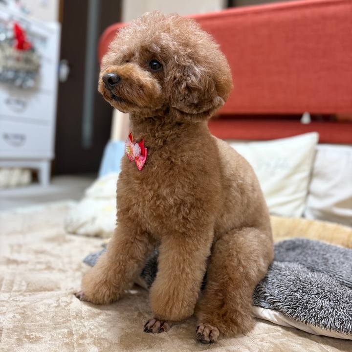 767e66f2 f9c1 4f80 97ec 8d3d32b79769 1766298644675